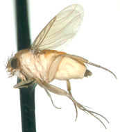 Image of Megaselia aurea (Aldrich 1896)
