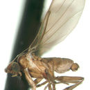 Image of Cyphocephalus caviceps Borgmeier 1967