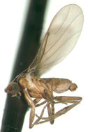 Image of Cyphocephalus caviceps Borgmeier 1967