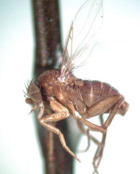 Image of Allochaeta