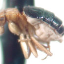 Image of Adenophora