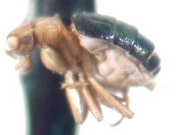 Image of Adenophora