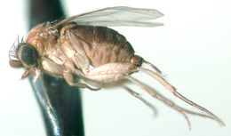 Image of Brachycephaloptera trichopleura Borgmeier 1924
