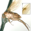 Image of Phymatopterella