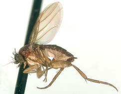 Image of Tapantia bicasa Brown & Kung 2004