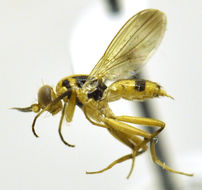 Image of druid flies