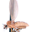 Image de Lonchopteridae