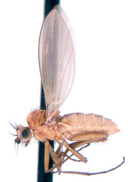 Plancia ëd Lonchopteridae