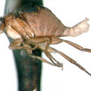 Image of Thalloptera