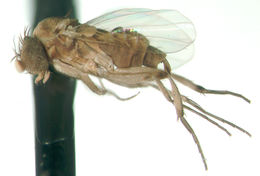 Image of Auxanommatidia