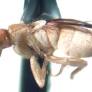 Image of Acontistoptera