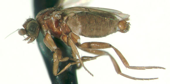 Image of Gymnophora