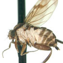 Image of Rhyncophoromyia trivittata Malloch 1923