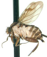 Image of Rhyncophoromyia trivittata Malloch 1923