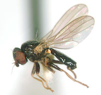 Image of Pseudodinia meridionalis Hennig 1947