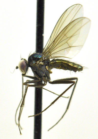 Dolichopodidae resmi