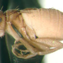 Image of Ecitomyia wheeleri Brues 1901