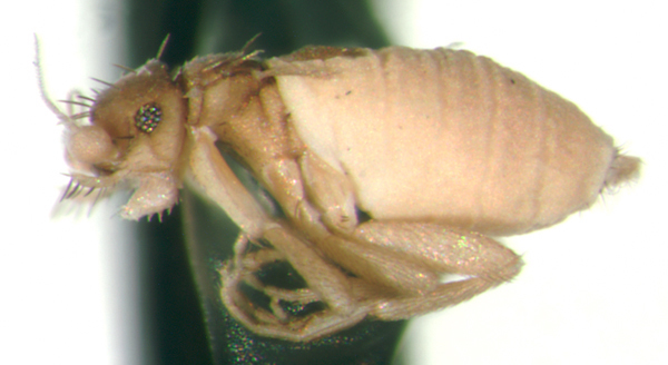 Image of Ecitomyia wheeleri Brues 1901