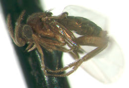 Image of Dahliphora