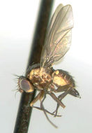 Image of leaf-mining flies