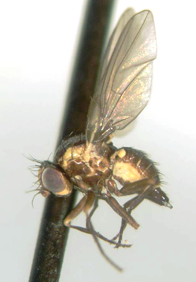 Image of leaf-mining flies