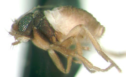 Image of Apterella molliventris Borgmeier 1935