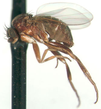 Image of Triphleba