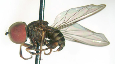 Image of big-headed flies