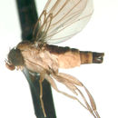 Image de Neodohrniphora curvinervis (Malloch 1914)
