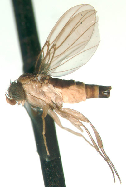 Image of Neodohrniphora curvinervis (Malloch 1914)
