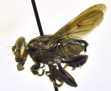 Image of ropalomerid flies