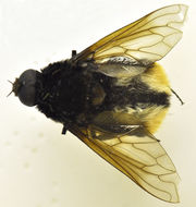 Image of Bryodemina valida (Wiedemann 1830)