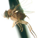 Image of Auxanommatidia