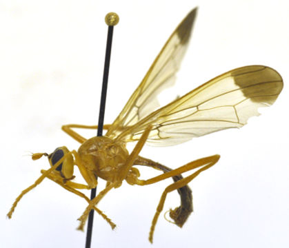 Image of pyrgotid flies