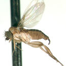 Image of Myrmosicarius