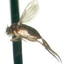 Image of Megaselia femoralis (Enderlein 1912)