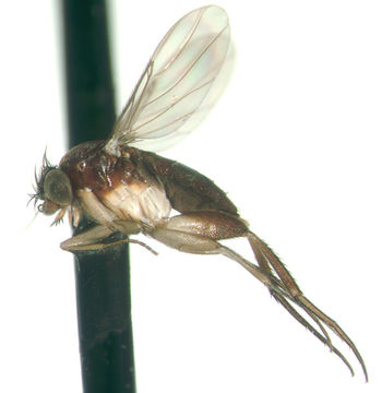 Image of Megaselia femoralis (Enderlein 1912)
