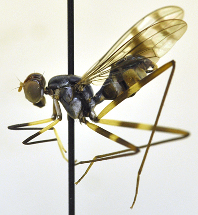 Image of stilt-legged flies