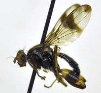 Image of Richardiidae