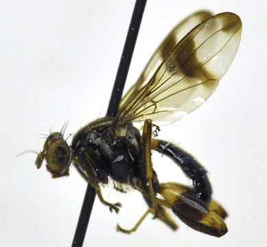 Image of Richardiidae