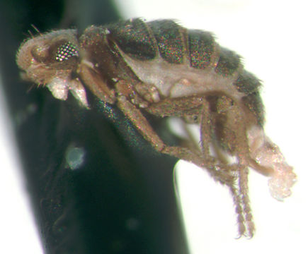 Chonocephalus resmi