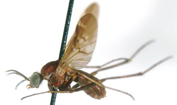 Image of wood gnats