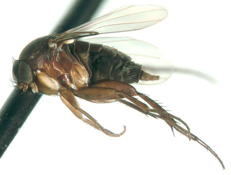 Imagem de Phalacrotophora halictorum (Melander & Brues 1903)