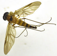 Image of Chrysopilus