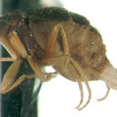 Image of Apterophora caliginosa Brues 1923
