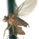 Image of Apterophora borgmeieri Prado 1976
