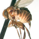 Image of Apodicrania molinai Borgmeier 1941