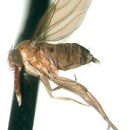 Image of Calamiscus cryptopalpis Borgmeier 1960