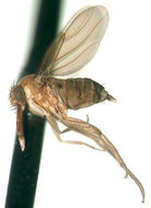 Image of Calamiscus cryptopalpis Borgmeier 1960