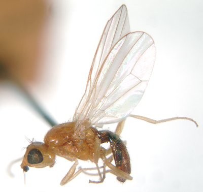 Image of rust flies